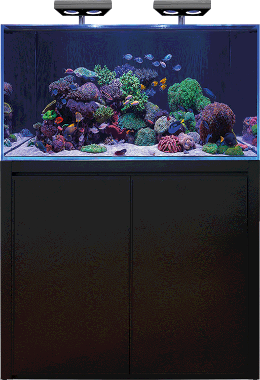 Deep Sea Décoration pour aquarium Tête de Lion
