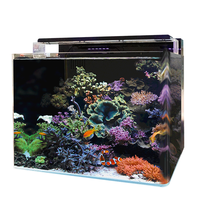 Blue marine Reef 60 aquarium + 24.90€ en bon d'achats coraux,poisso