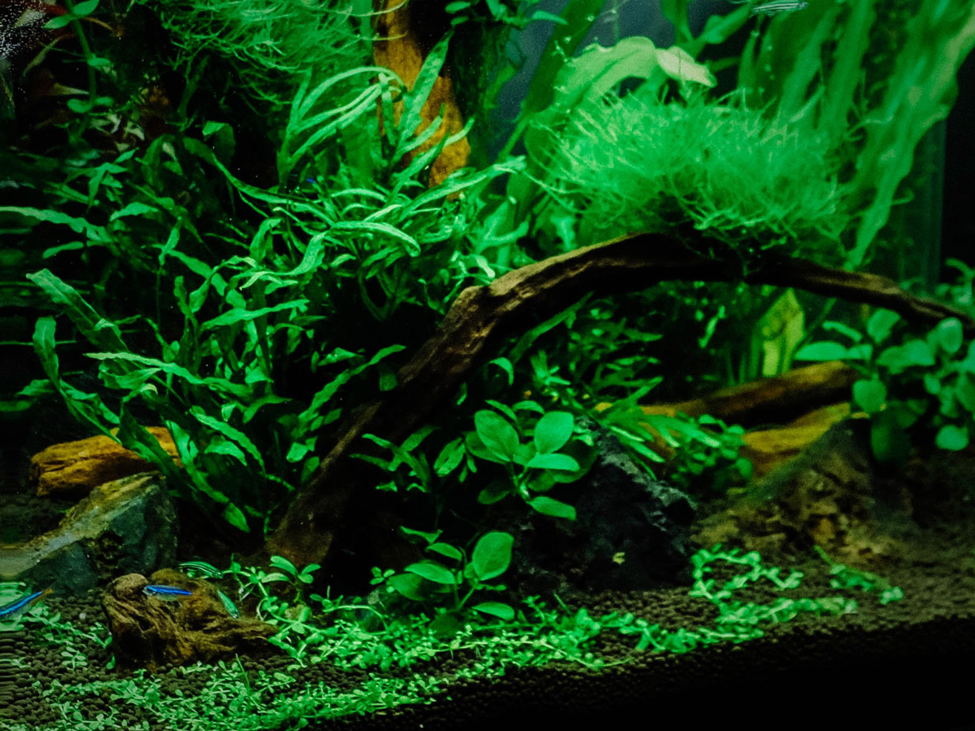 Graines de plantes d'aquarium 1000 g/boîte, croissance rapide, facile à  cultiver, graines de plantes aquatiques pour aquarium ornement de paysage  aquatique : : Animalerie