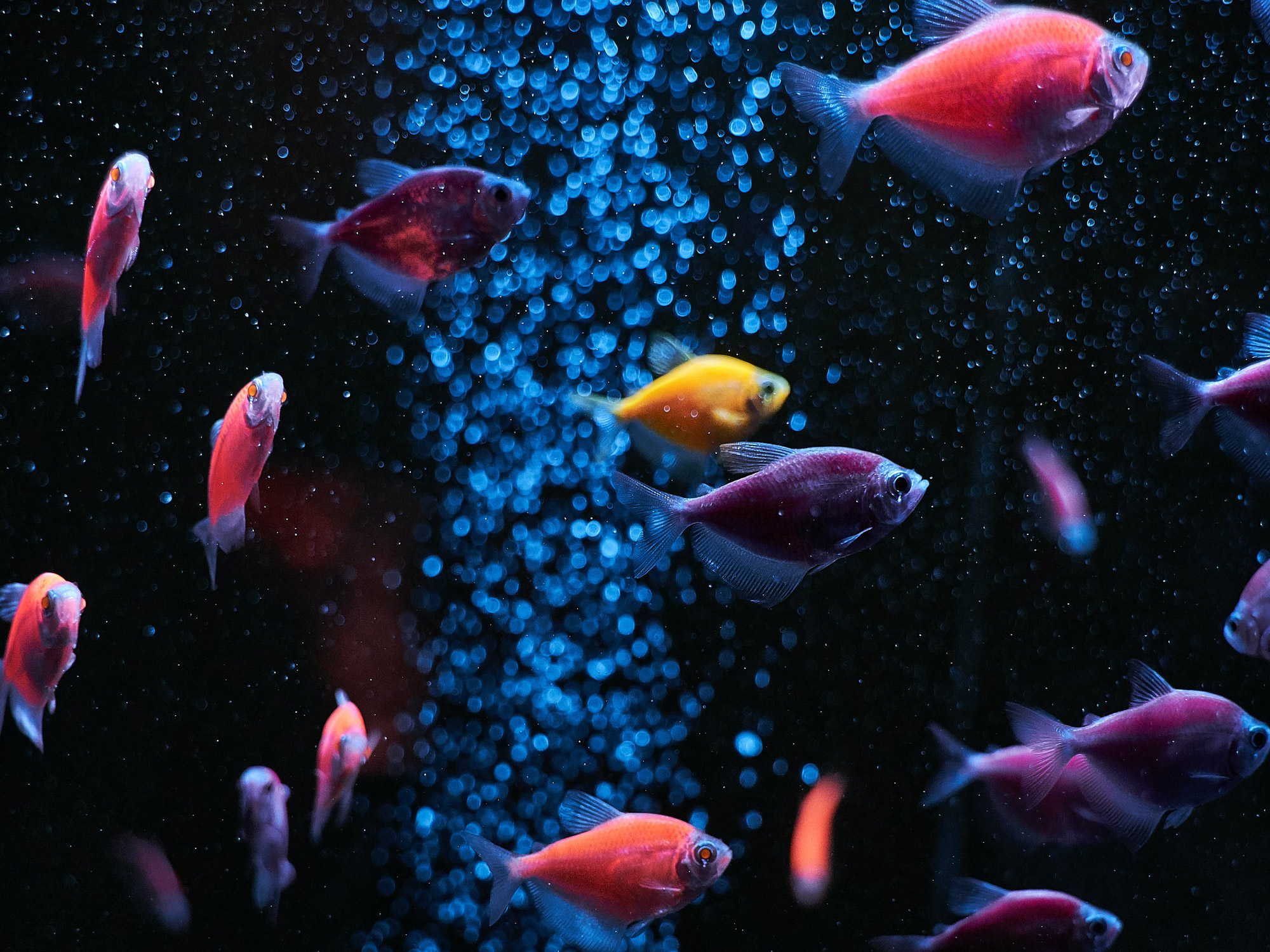 Superfish Retro LED Combi Lighting Fits Juwel Fluval Light Aquarium Fish  Tank