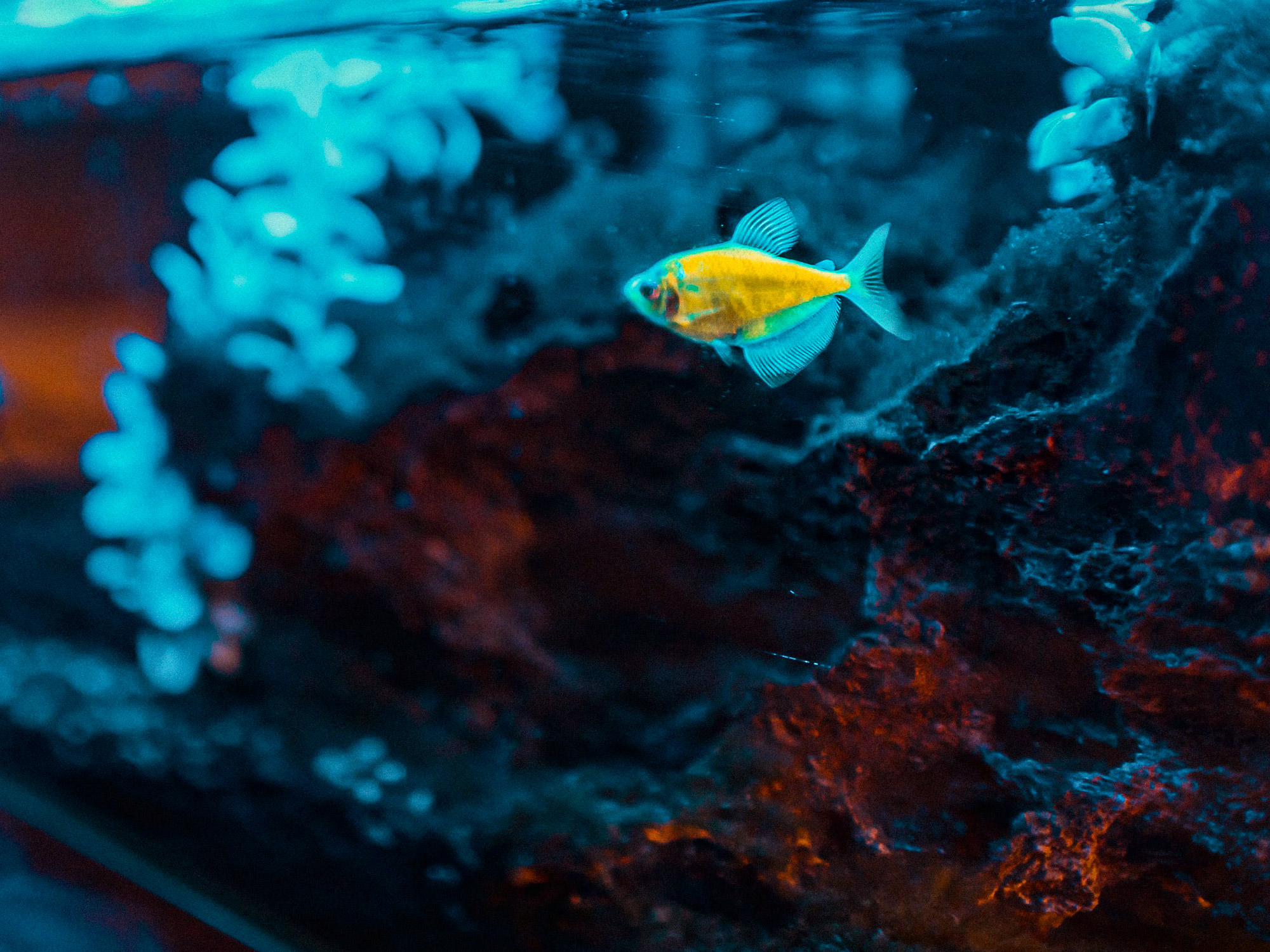 Retro Led Color T5 85cm - Led pour Aquarium - Superfish —